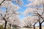 정읍 벚꽃축제 4년만에 31일부터 5일간